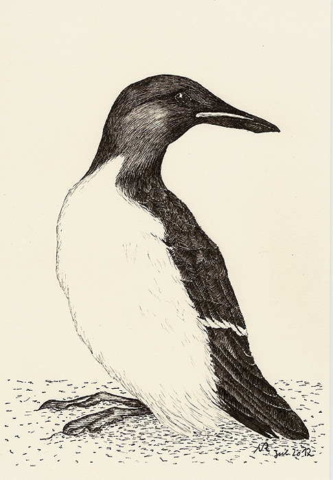 Dickschnabellumme, Uria lomvia, Thick-billed Murre, Guillemot de Brünnich,