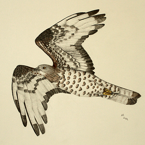 Wespenbussard, Pernis apivorus, European Honey-buzzard, Bondre apivore