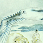 Eismoewe, Larus hyperboreus, Glaucous Gull, Goéland bourgmestre